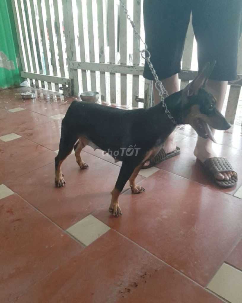 Minpin có giấy VKA