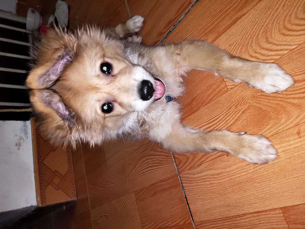 Chó phốc soc lai nhật f1,5 tháng tuổi, đực