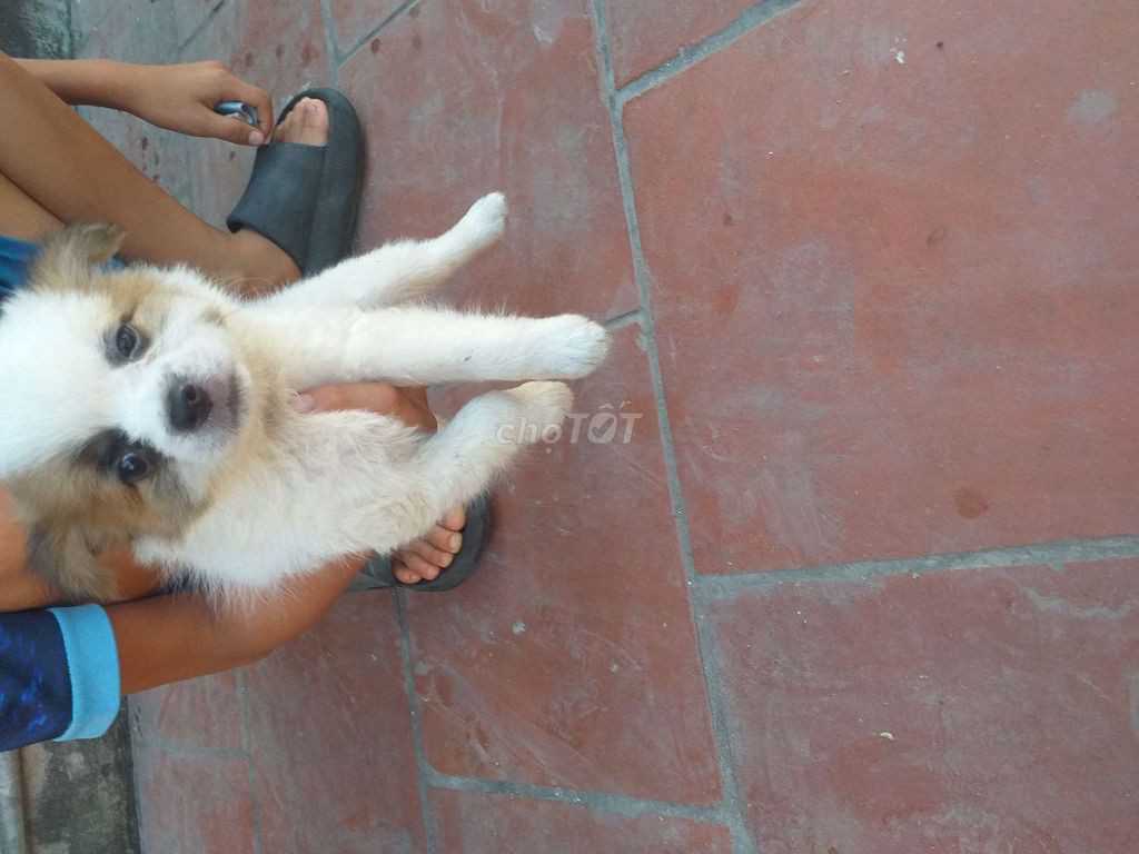 Sóc 90ngay tuổi