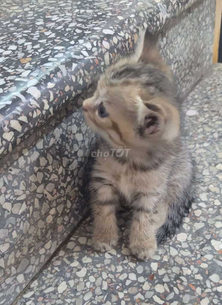 Cần tìm chủ mới: bé gái sinh ngày4/6/2021